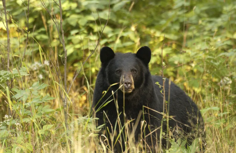 Bear season opens Wednesday; youth hunt next weekend